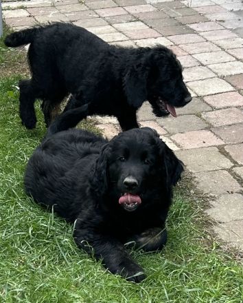 Labradoodle Welpen
