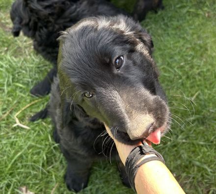 Labradoodle Welpen