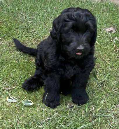 Labradoodle Welpen