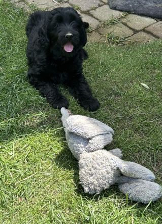 Labradoodle Welpen