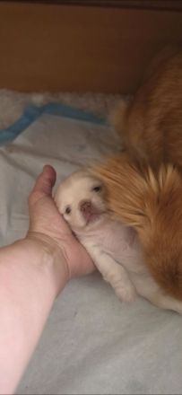 Chihuahua welpen
