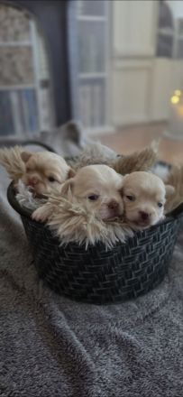 Chihuahua welpen