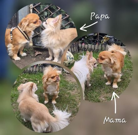 Chihuahua welpen