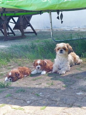 Verkaufe süsse reinrassige Shihtzu Welpen, wenn der Urlaub ansteht können die Welpen gerne noch bei