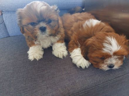 Verkaufe süsse reinrassige Shihtzu Welpen, wenn der Urlaub ansteht können die Welpen gerne noch bei