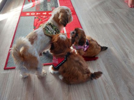 Verkaufe süsse reinrassige Shihtzu Welpen, wenn der Urlaub ansteht können die Welpen gerne noch bei