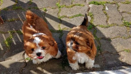Verkaufe süsse reinrassige Shihtzu Welpen, wenn der Urlaub ansteht können die Welpen gerne noch bei