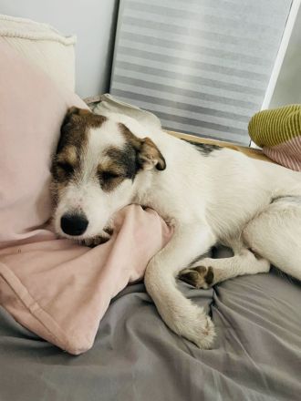 Peppi ein sehr liebes Mädchen