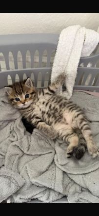 BKH Kitten Abzugeben