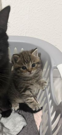 BKH Kitten Abzugeben