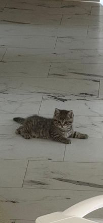 BKH Kitten Abzugeben