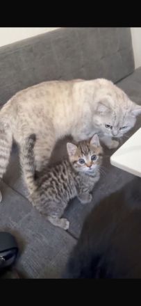 BKH Kitten Abzugeben