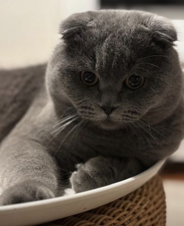 Siam- mix Kitten