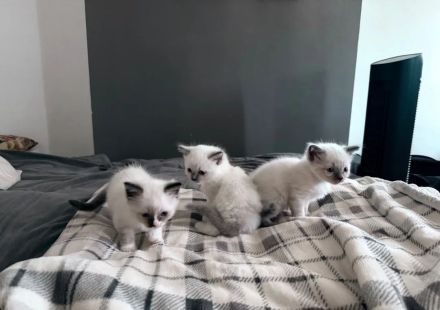 Wunderschöne Ragdoll-Kätzchen