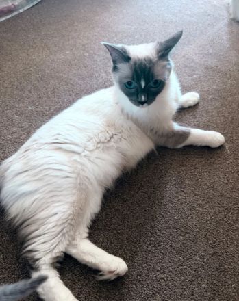 Wunderschöne Ragdoll-Kätzchen