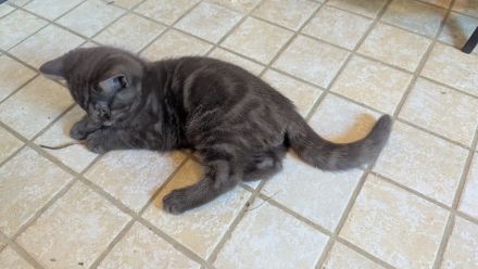 Reinrassige BKH Kitten junge / Mädchen