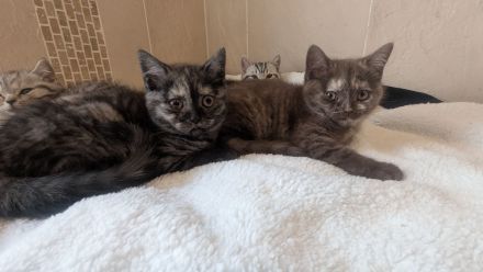 Reinrassige BKH Kitten junge / Mädchen