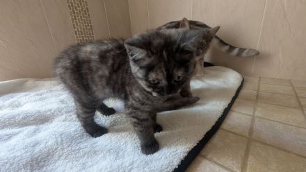 Reinrassige BKH Kitten junge / Mädchen