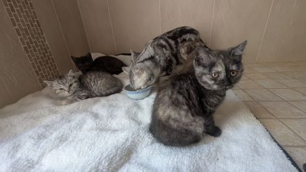 Reinrassige BKH Kitten junge / Mädchen