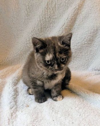 Reinrassige BKH Kitten junge / Mädchen