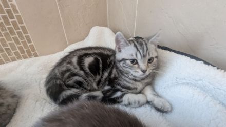 Reinrassige BKH Kitten junge / Mädchen