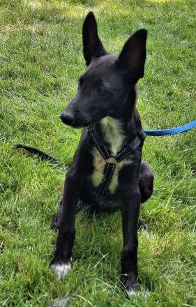 Chico * Juno * Melchor