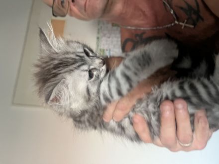 Katzenbabys