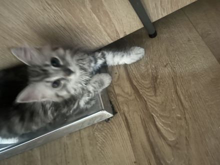 Katzenbabys