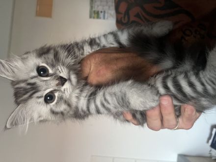 Katzenbabys