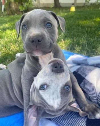 4 American Pitbull Terrier Welpen