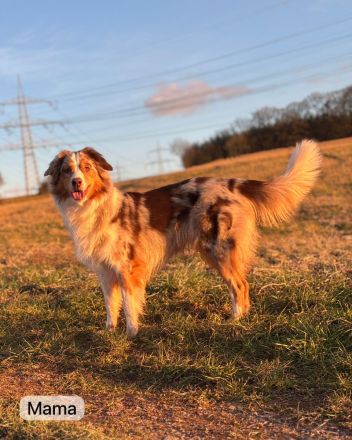 Reinrassiger Australian Shepherd Welpe Red Merle Weibchen