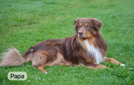 Reinrassiger Australian Shepherd Welpe Red Merle Weibchen