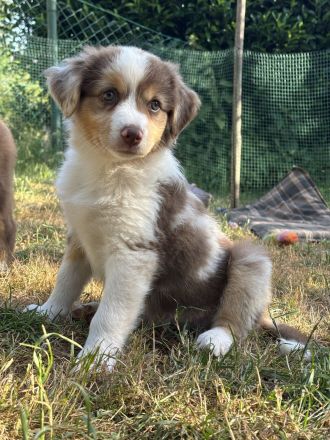 Reinrassiger Australian Shepherd Welpe Red Merle Weibchen