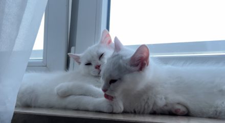 Mario und Lucy suchen ein liebevolles Zuhause.