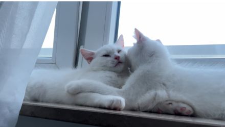 Mario und Lucy suchen ein liebevolles Zuhause.