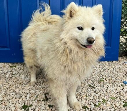 Samojedenhündin Asena