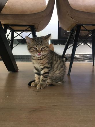 BKH / Sibirische Waldkatze Mix Kitten