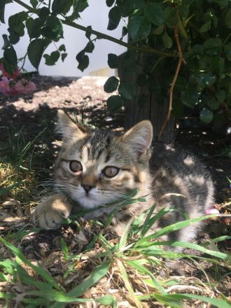 BKH / Sibirische Waldkatze Mix Kitten
