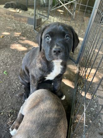 American Stafford-Boxer-Mix/Labrador Mischlinge