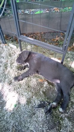 American Stafford-Boxer-Mix/Labrador Mischlinge