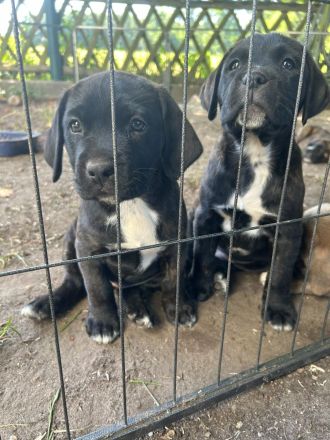 American Stafford-Boxer-Mix/Labrador Mischlinge