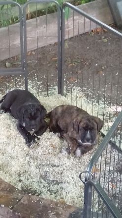 American Stafford-Boxer-Mix/Labrador Mischlinge