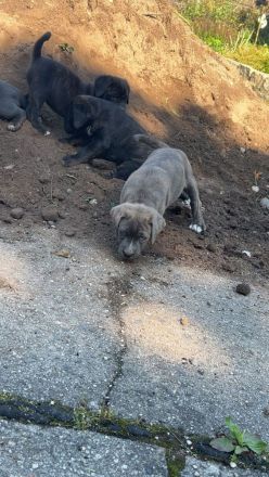 American Stafford-Boxer-Mix/Labrador Mischlinge