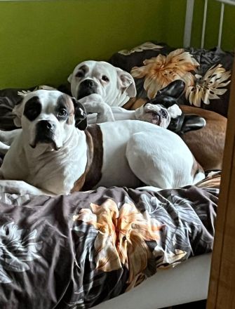 American Stafford-Boxer-Mix/Labrador Mischlinge
