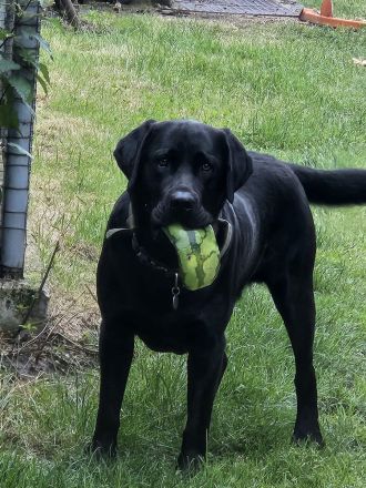 American Stafford-Boxer-Mix/Labrador Mischlinge