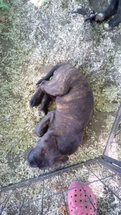 American Stafford-Boxer-Mix/Labrador Mischlinge