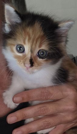 Kitten Babys