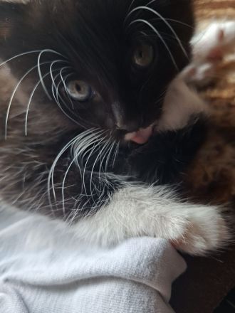 Kitten Babys