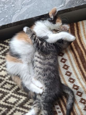Kitten Babys