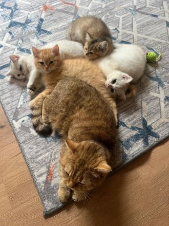 Reinrassige BKH Kitten